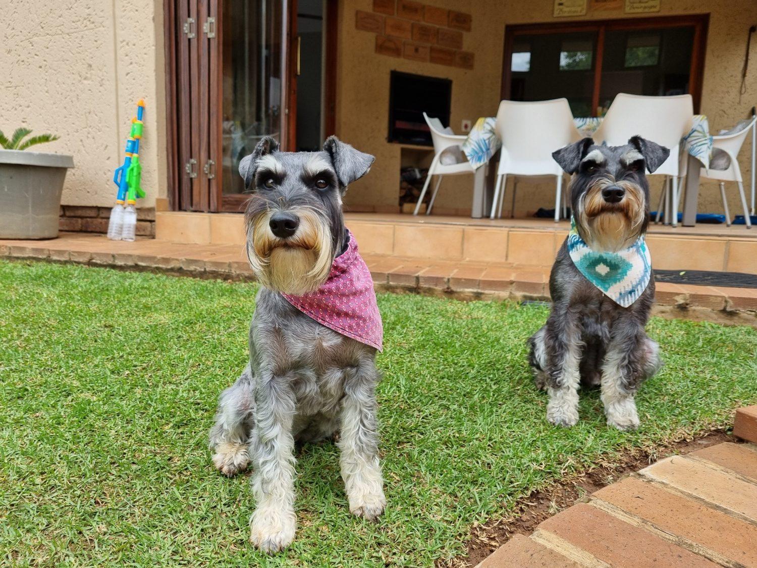 Style picture of 2 mini schnauzer wearing dog bandanna